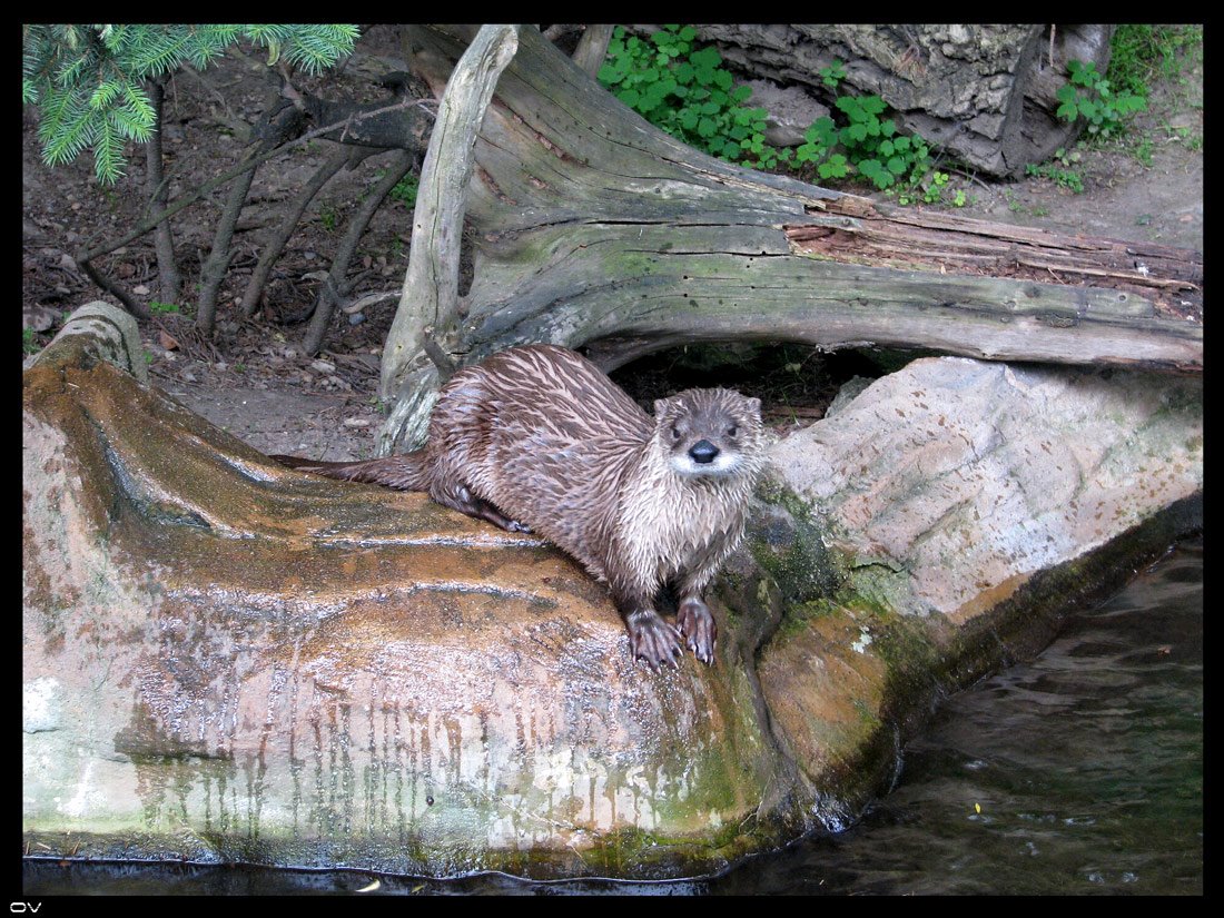 [ZOO-11.6.2008-010.jpg]