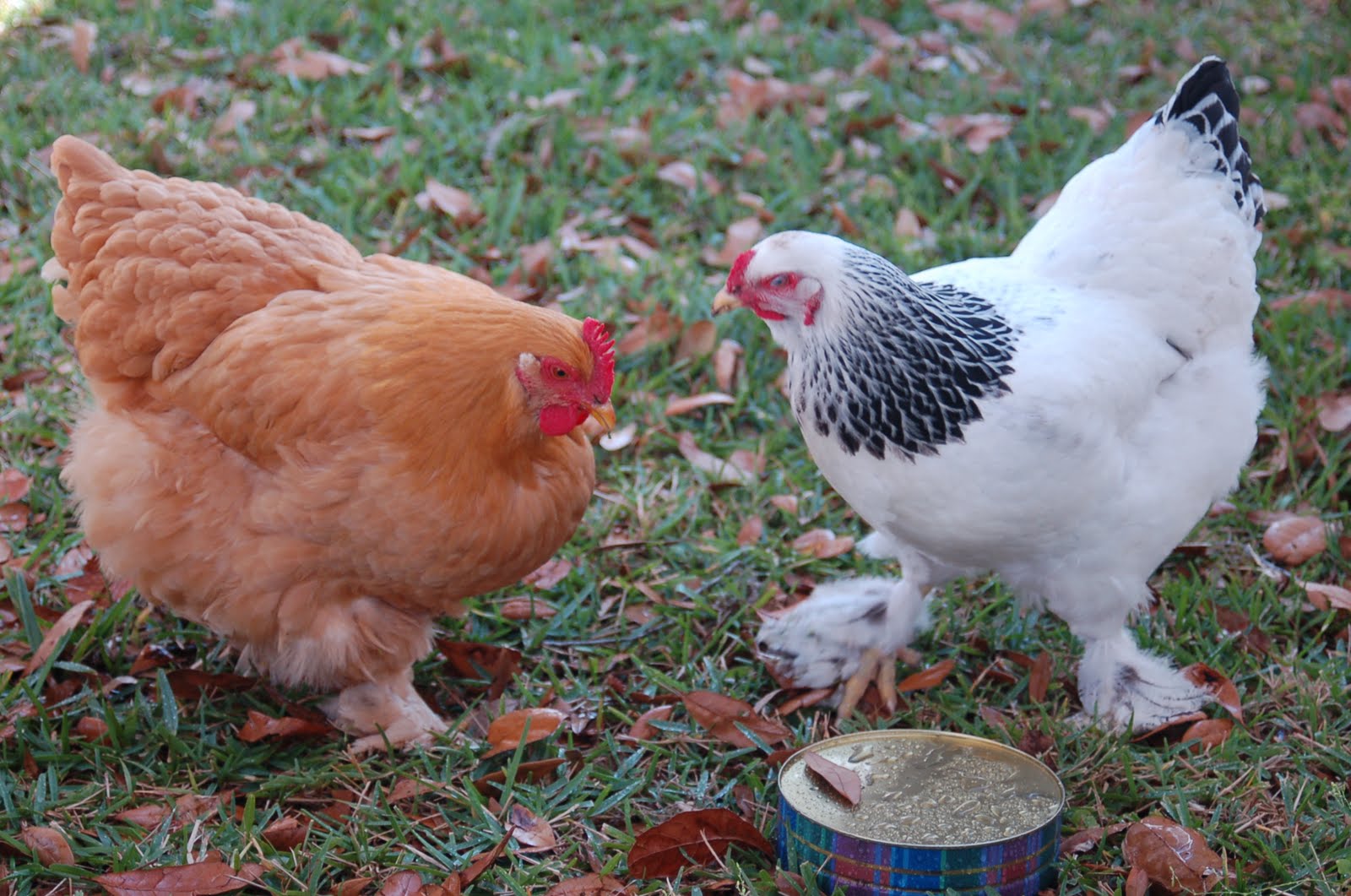 Quick Tips to Raising Your Own Chickens