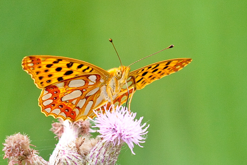Butterfly Wallpapers butterfly wallpapers. Butterfly Wallpapers