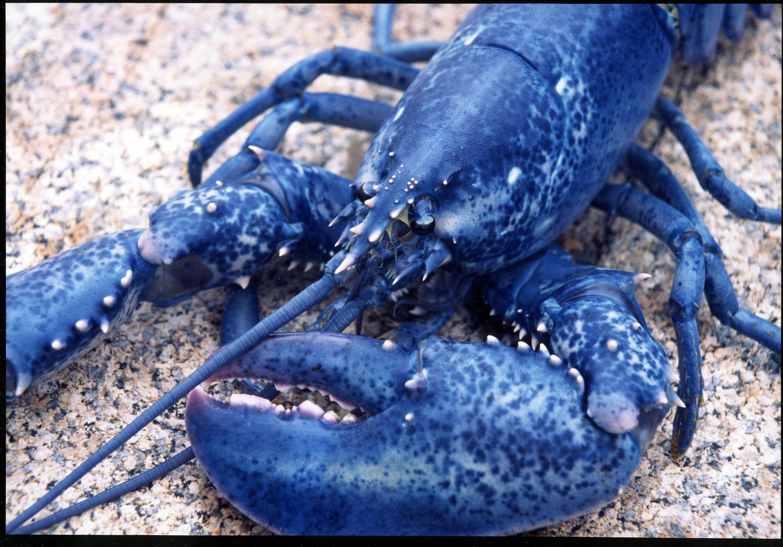 [leslie+ricker+blue+lobster2.jpg]