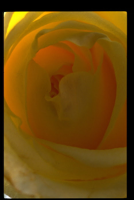 yellow rose 1