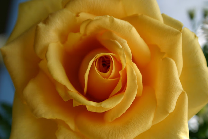 yellow rose 2