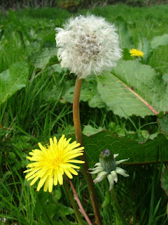http://4.bp.blogspot.com/_z_8PcT8aPoA/TCVxkePrY9I/AAAAAAAAABs/nd_UctGbrRM/s1600/dandelion+stages.jpg