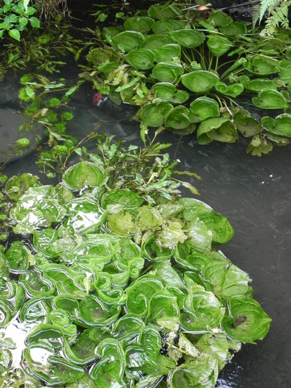 OUR PHILIPPINE TREES The Leafy Patch of Pond Lettuce