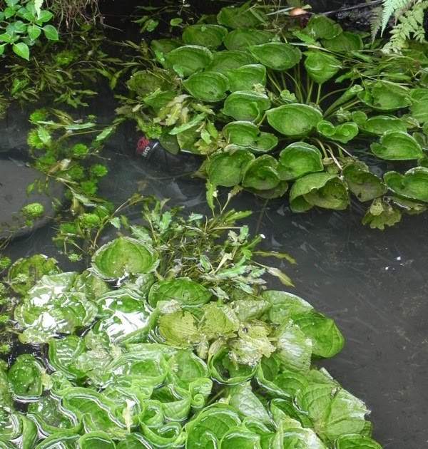 koi-pond-safe-plants-water-lettuce.jpg