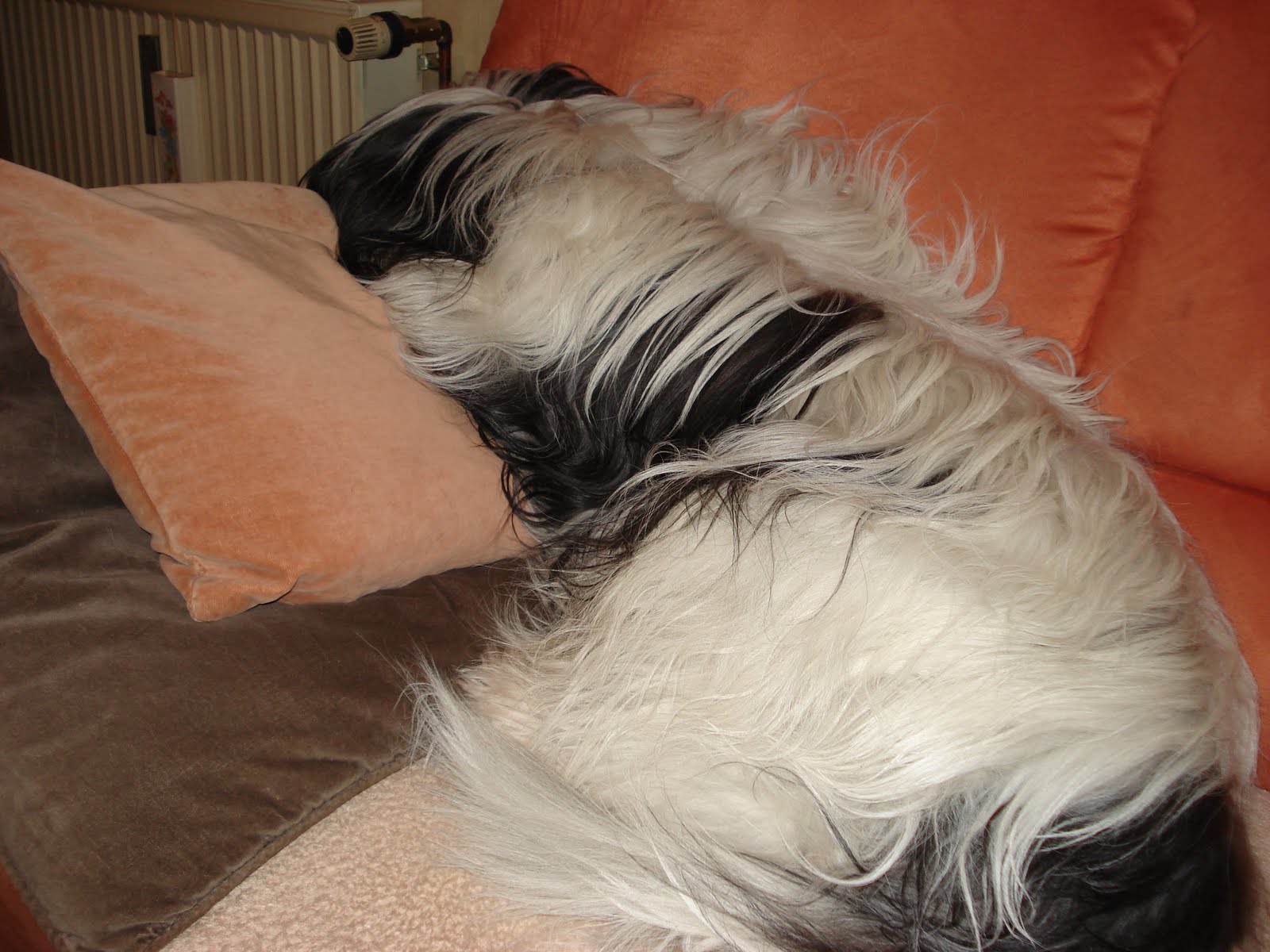 [Buddy,+Couch.JPG]