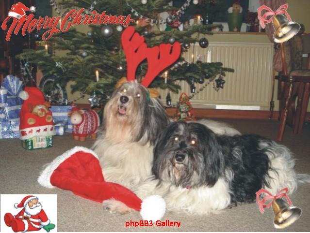 [blog-weihnachten,+budsy+und+pebbles.jpeg]