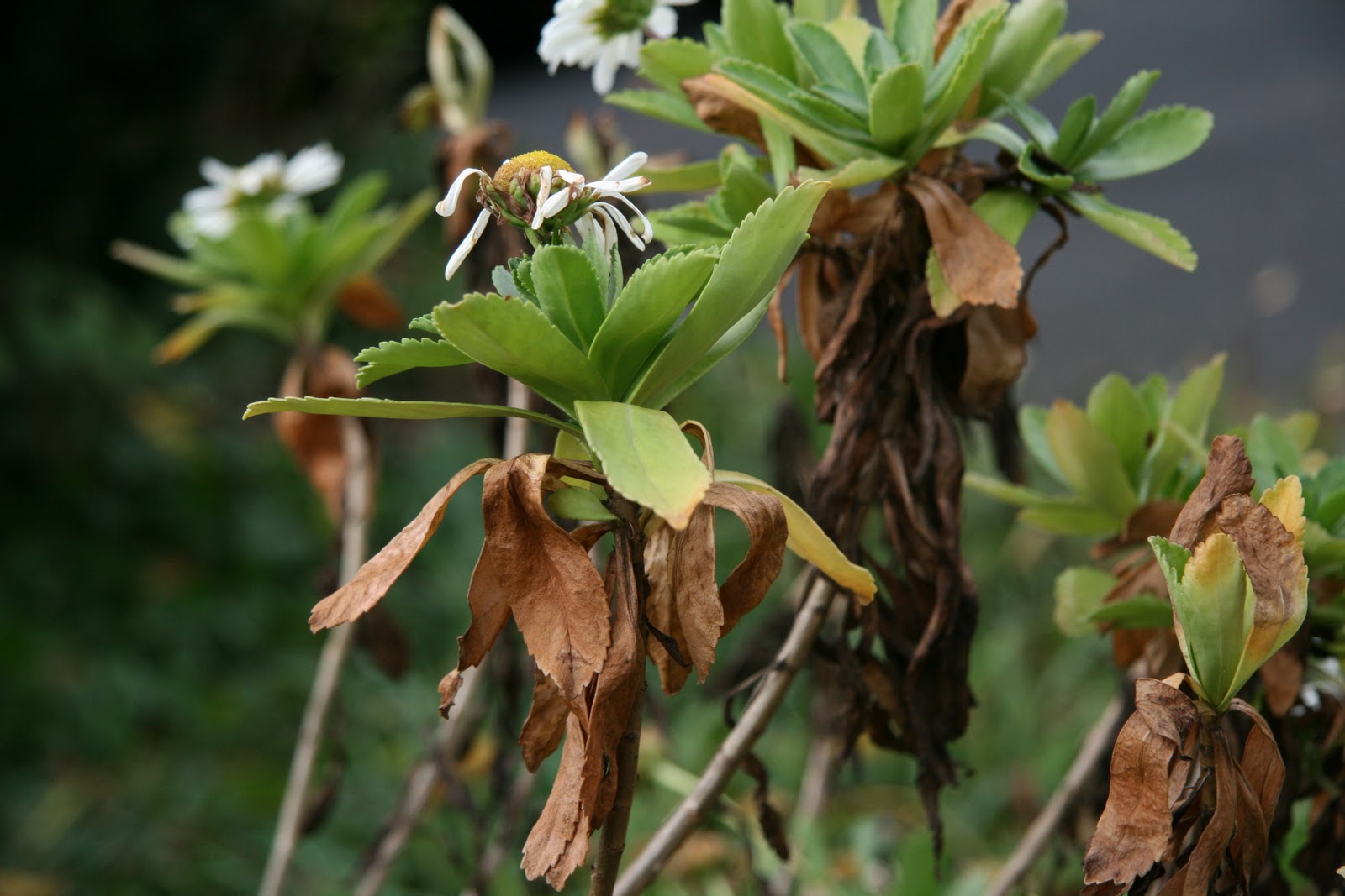 Gardening and Gardens The Day of the Dead