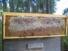 Almost completly capped frame of honey!!!