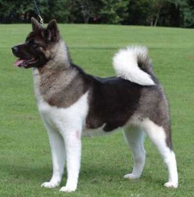 Akita Inu Akkus Evcil Hayvan Uretim Ciftligi Ve Pet Shop Urunleri