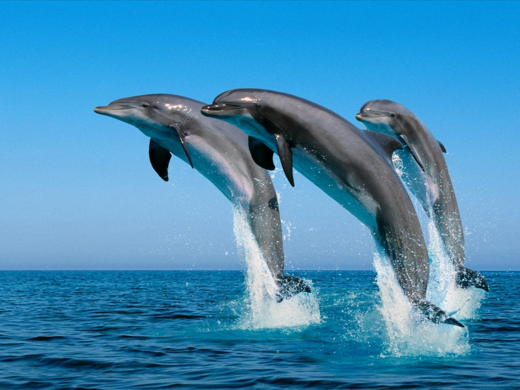 VIDIOS IMAGENES vidios imagenes: