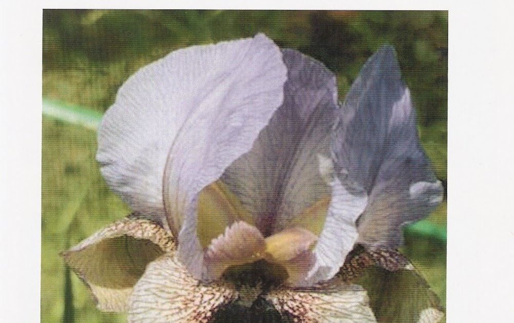 Aril Iris Plant Sale HERITAGE IRISES