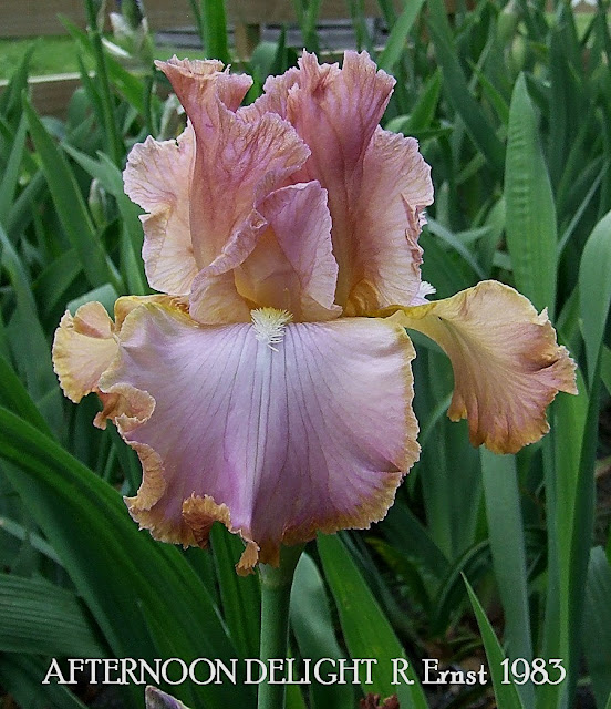 Tall Bearded Iris "AFTERNOON DELIGHT" HERITAGE IRISES