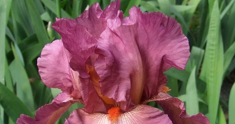 Tall Bearded Iris &ldquo;LADY FRIEND&rdquo; ~ HERITAGE IRISES