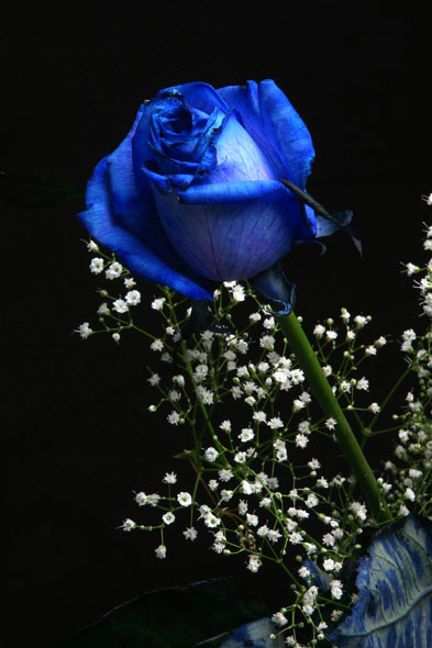 Green roses: Green is Green roses: Green is