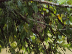 MANIFESTAÇÃO DA NATUREZA