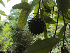 MANIFESTAÇÃO DA NATUREZA