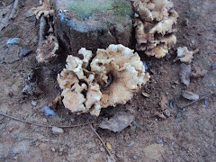 MANIFESTAÇÃO DA NATUREZA