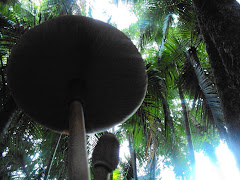 COGUMELO GIGANTE