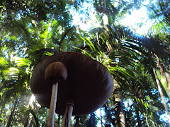 COGUMELO GIGANTE