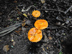 COGUMELOS