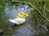 NATUREZA