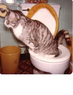 cat+on+toilet.JPG