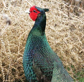 JapaneseGreenPheasantJB1.jpg