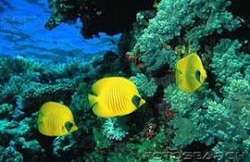 Biotalaut 99 Panorama Laut Saat Diving