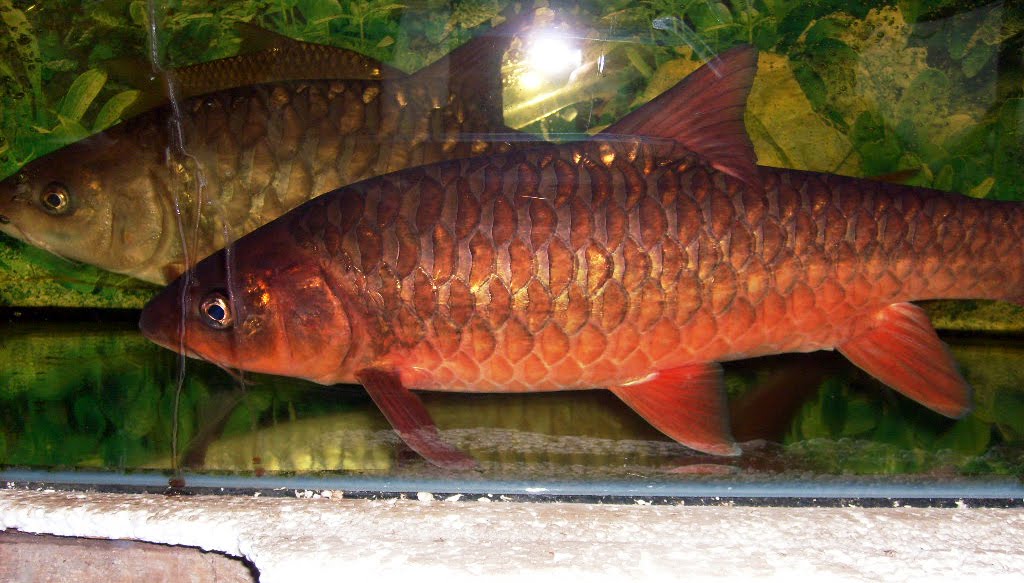 Kelah Merah Red Mahseer
