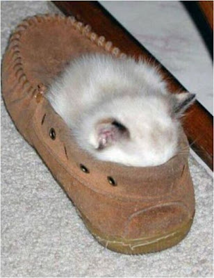 Chém gió vs Mr.Mèo!!! Cats+sleeping+in+cool+places+cat+in+the+shoe