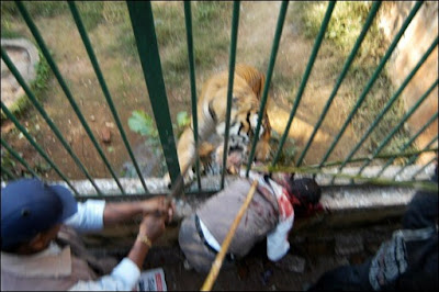 Tigre arranca BRAZO a hombre en zoologico Tiger+attack