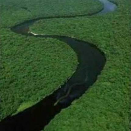 [borneo+snake.jpg]