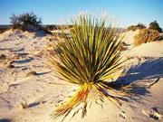 [zone_of_silence_.JPG]