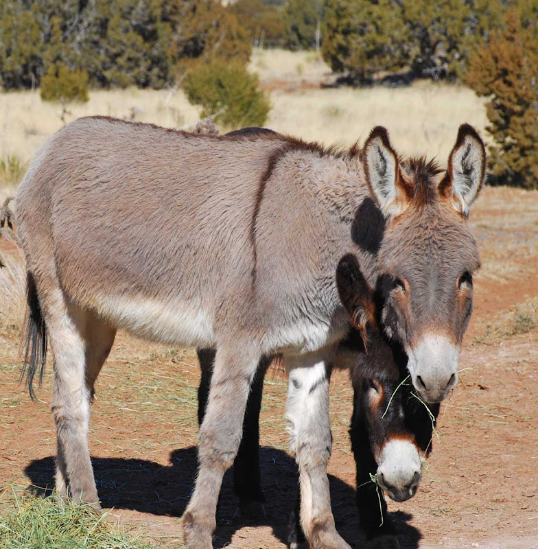 Burro Valentine