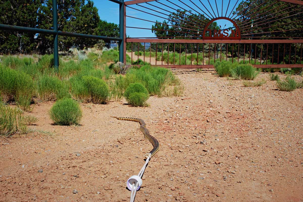 The 7MSN Ranch Snake on a leash