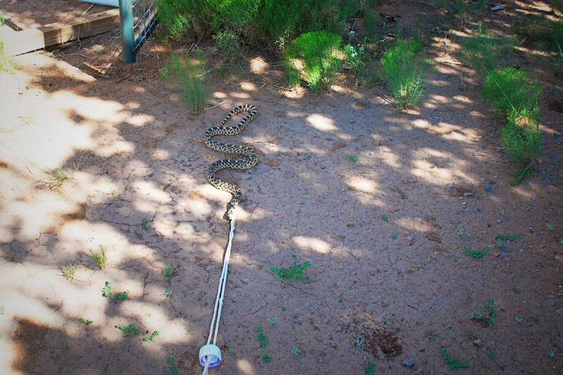 The 7MSN Ranch Snake on a leash