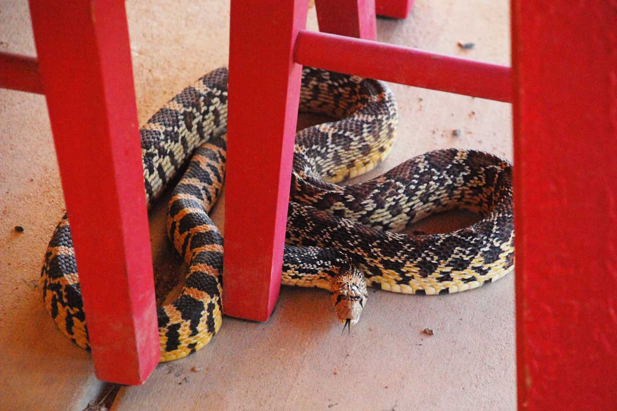 The 7MSN Ranch Snake on a leash