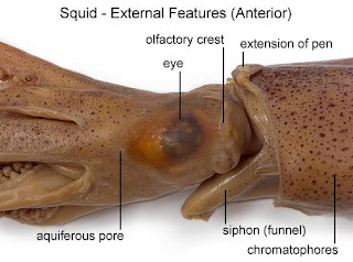 Lab Report: Squid Dissection