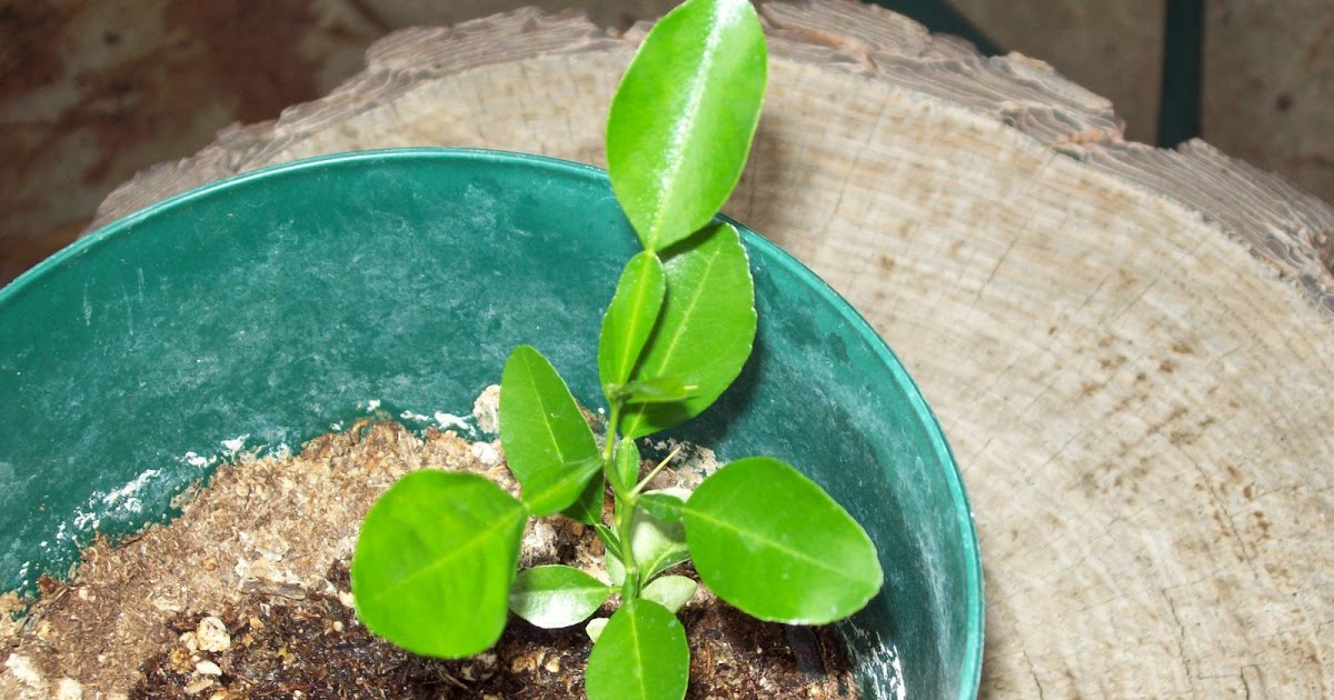 Gardener's Watch Kaffir Lime Tree (Sprout)