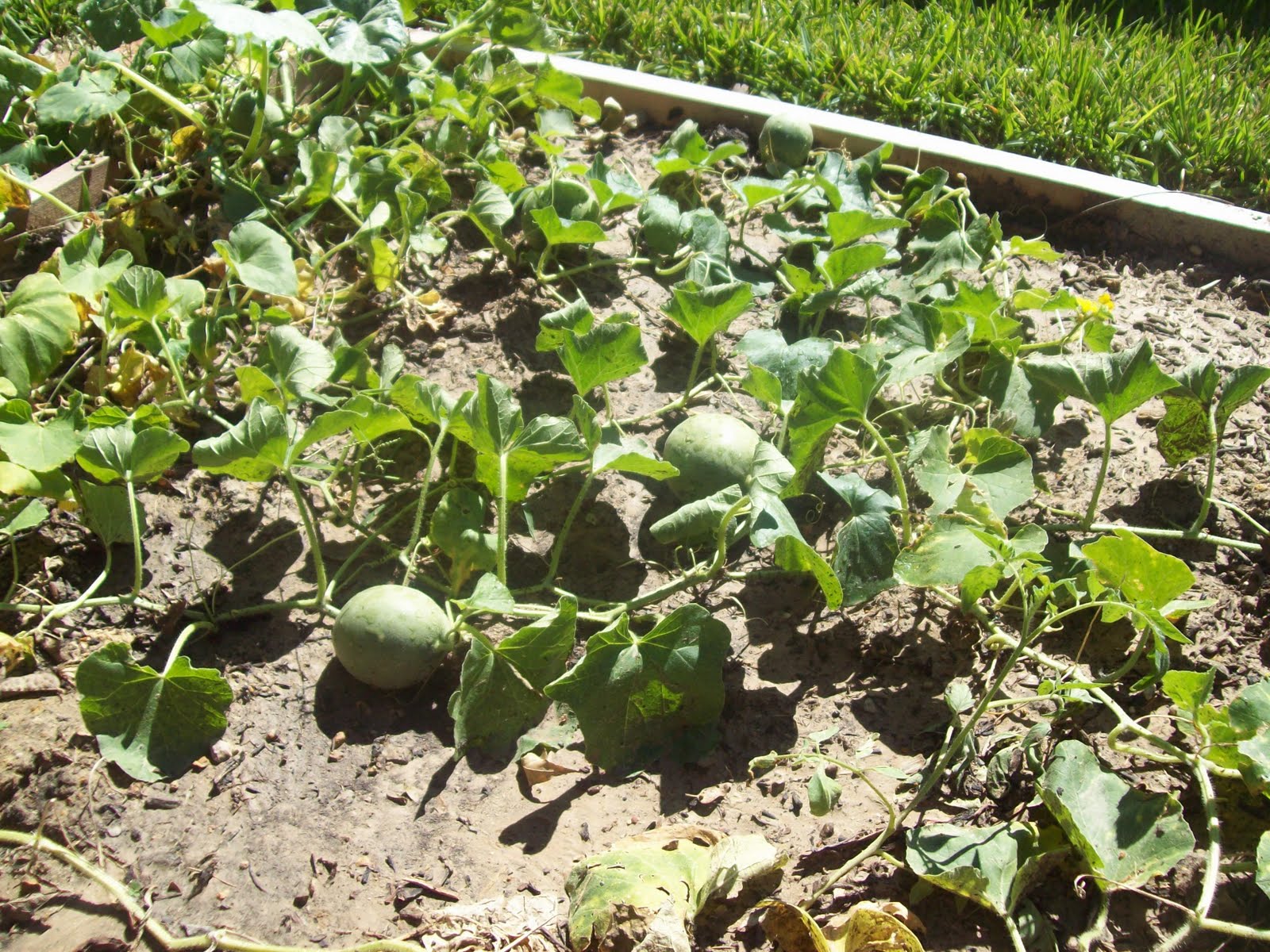 Gardener�s Watch Backyard Cantaloupes