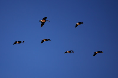 Canada Geese in flight Canada Geese (Branta canadensis)