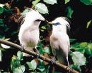 Jalak Bali jalak bali, balinese bird