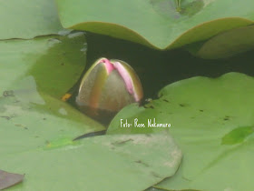 Uma Linda Flor Nascendo Oriental Fotos Flores