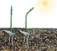 What Are Plant Tropisms