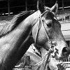 Foolish Pleasure Horse