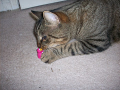 My cat - nibbling on my Pengie