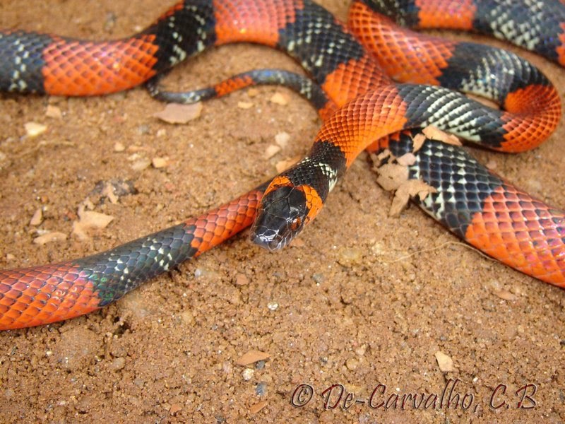 Anfíbios e Répteis do Brasil Oxyrhopus guibei Hoge & Romano, 1978