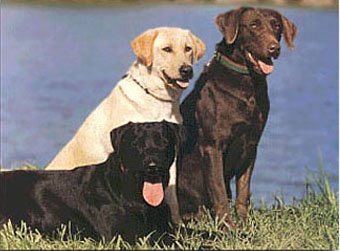 lOs pErRoS lAbRaDoReS