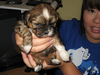 LO LO: Shih Tzu - 4 Weeks Old